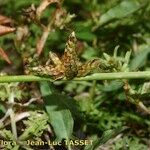 Schoenoplectiella supina Blomst