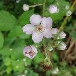 Rubus ulmifolius ফুল