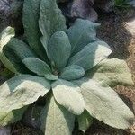 Verbascum phlomoides Foglia