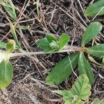 Gomphrena celosioides Кветка