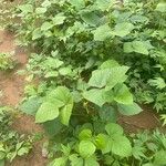 Vigna radiata Levél