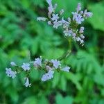 Valeriana dioica花