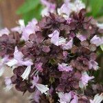 Ocimum kilimandscharicum Blomst