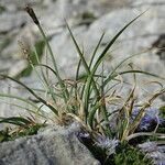 Carex rupestris Blad