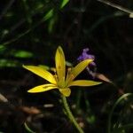 Gagea peduncularis Flower