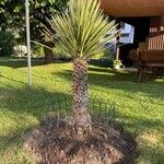 Yucca elata Ліст