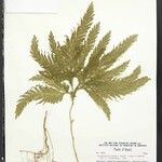 Selaginella parkeri Hoja