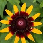 Rudbeckia hirta花