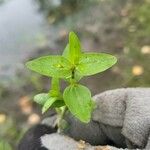 Hypericum mutilum Hoja