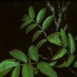 Sorbus californica Lehti