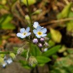 Myosotis arvensis Blomst