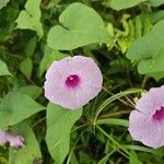 Ipomoea tiliacea Flors