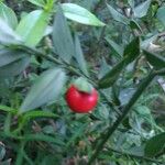 Ruscus aculeatus Fruit