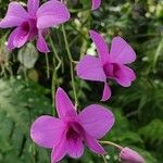 Dendrobium bigibbum Flower