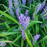 Liriope muscari Flower