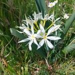 Pancratium illyricum Flower