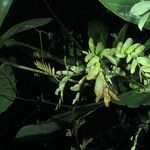 Entada polystachya Hoja