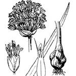 Allium scaberrimum Other