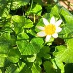 Caltha leptosepala Hostoa