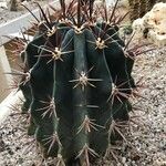 Ferocactus wislizeni برگ