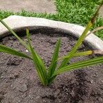 Carex pendula ᱥᱟᱠᱟᱢ