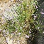 Erucaria hispanica Otro