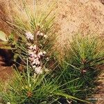 Marsdenia ericoides Elinympäristö
