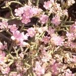 Limonium bellidifolium Virág
