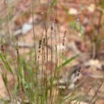 Eragrostis elongata ശീലം