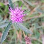 Centaurea nigraЦвят