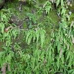 Adiantum hispidulum 整株植物