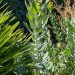 Leucospermum cordifolium Leaf