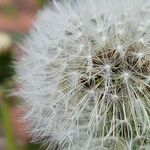 Taraxacum rubicundum Mbuma