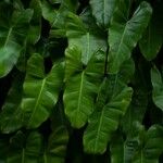 Philodendron burle-marxii Leaf