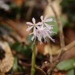 Helonias orientalis Flower