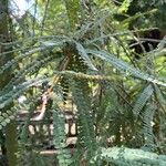 Sophora microphylla Hoja