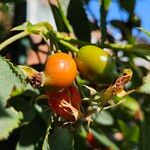 Rosa villosa Fruit