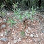 Sonchus congestus Blatt