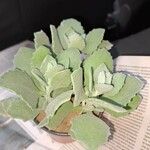 Kalanchoe millotii List