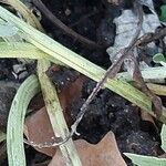 Leuzea centauroides Bark