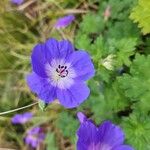 Geranium platypetalum Цвят