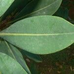 Norantea guianensis Coajă