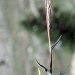 Acrospelion distichophyllum Habit