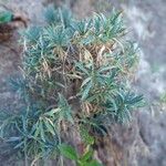 Dianthus rupicola Leaf