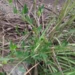 Crotalaria pumila 葉