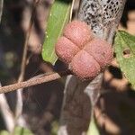 Grewia flavescens Plante entière