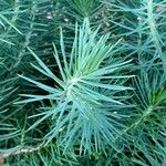 Pinus pinea Folha