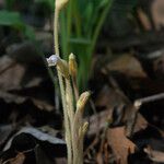 Orobanche uniflora Flower