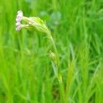 Silene apetala Habit