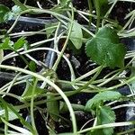 Coriandrum sativum Φλοιός